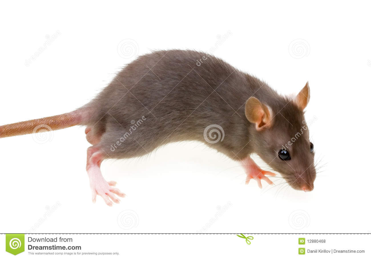 Funny Rat Isolated On White Royalty Free Stock Photos   Image    