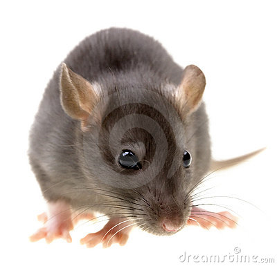Funny Rat Isolated On White Stock Image   Image  9764751