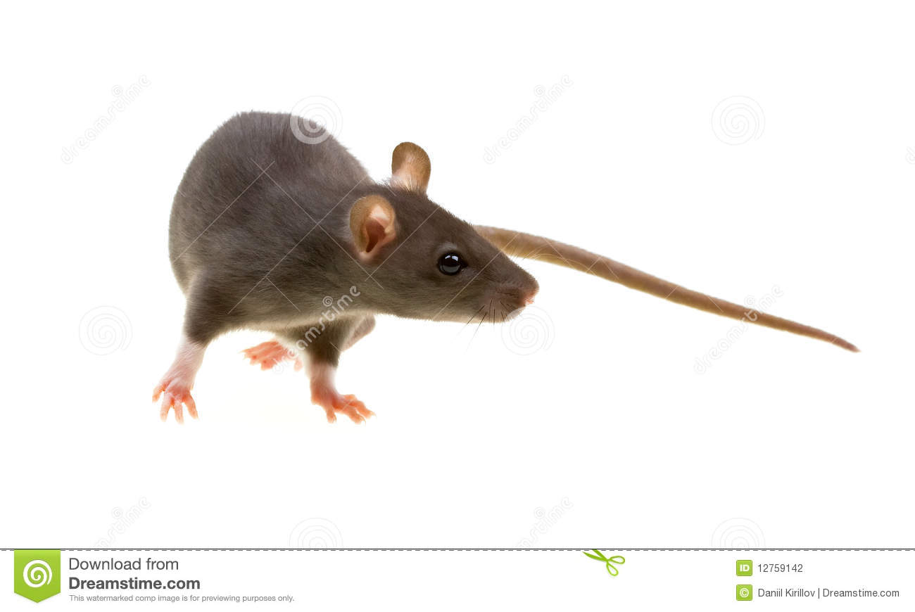 Funny Rat Isolated On White Stock Photography   Image  12759142