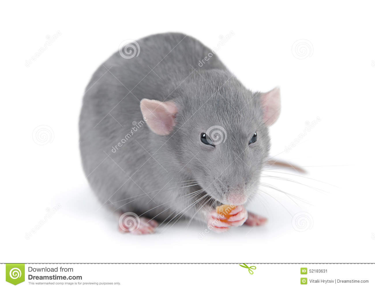 Funny Rat On White Background 