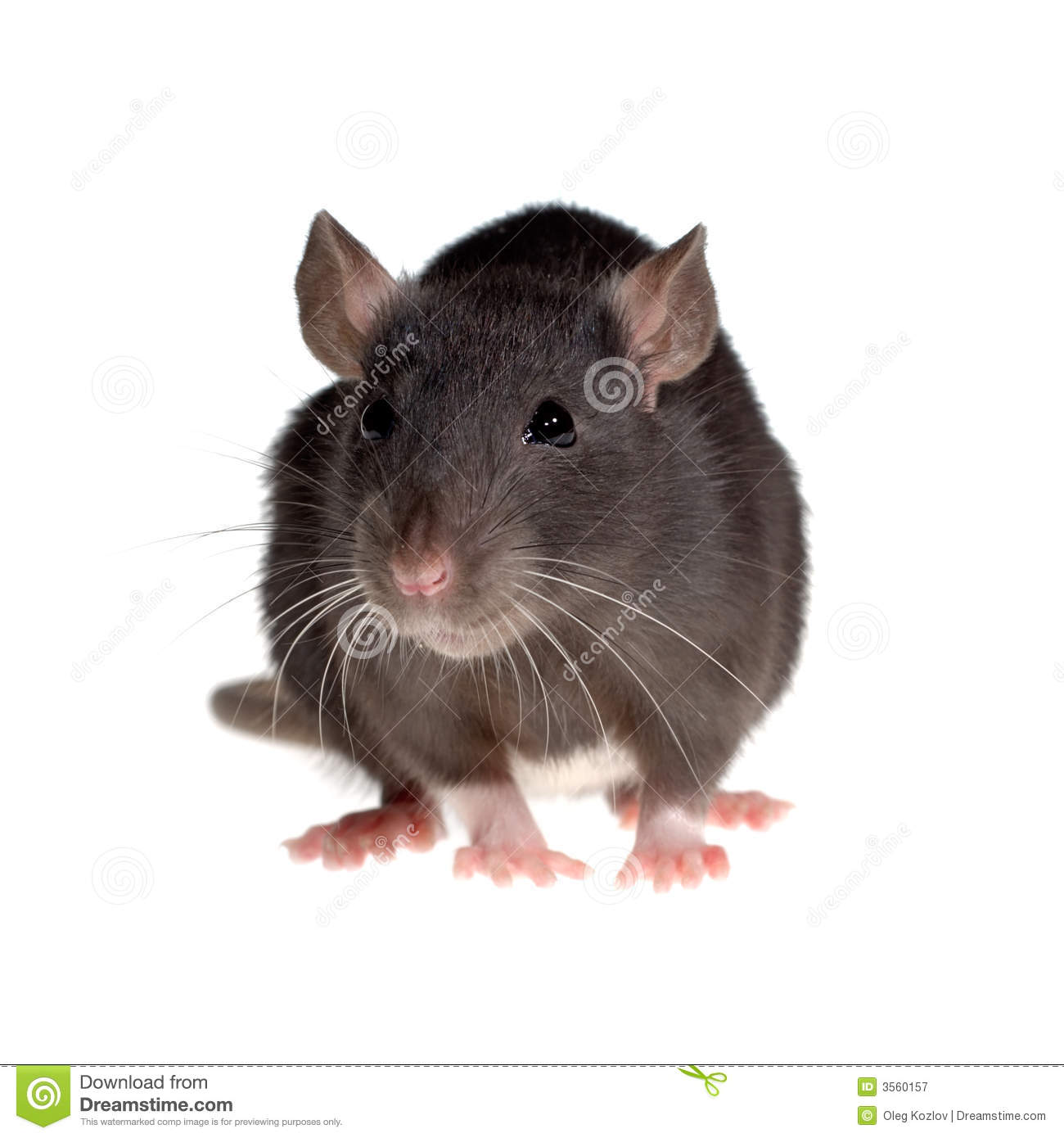 Funny Rat Royalty Free Stock Photography   Image  3560157