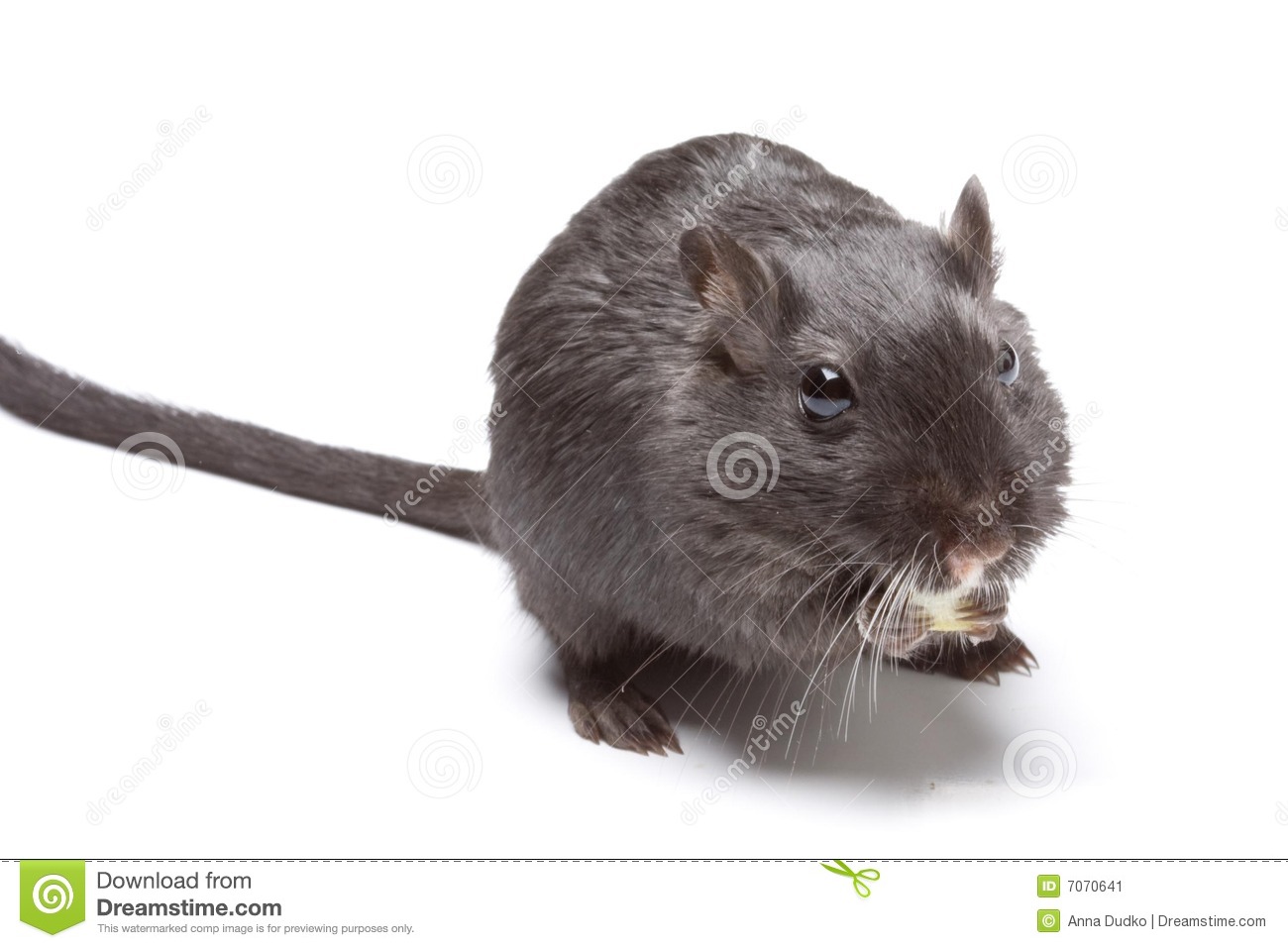 Funny Rat Stock Image   Image  7070641