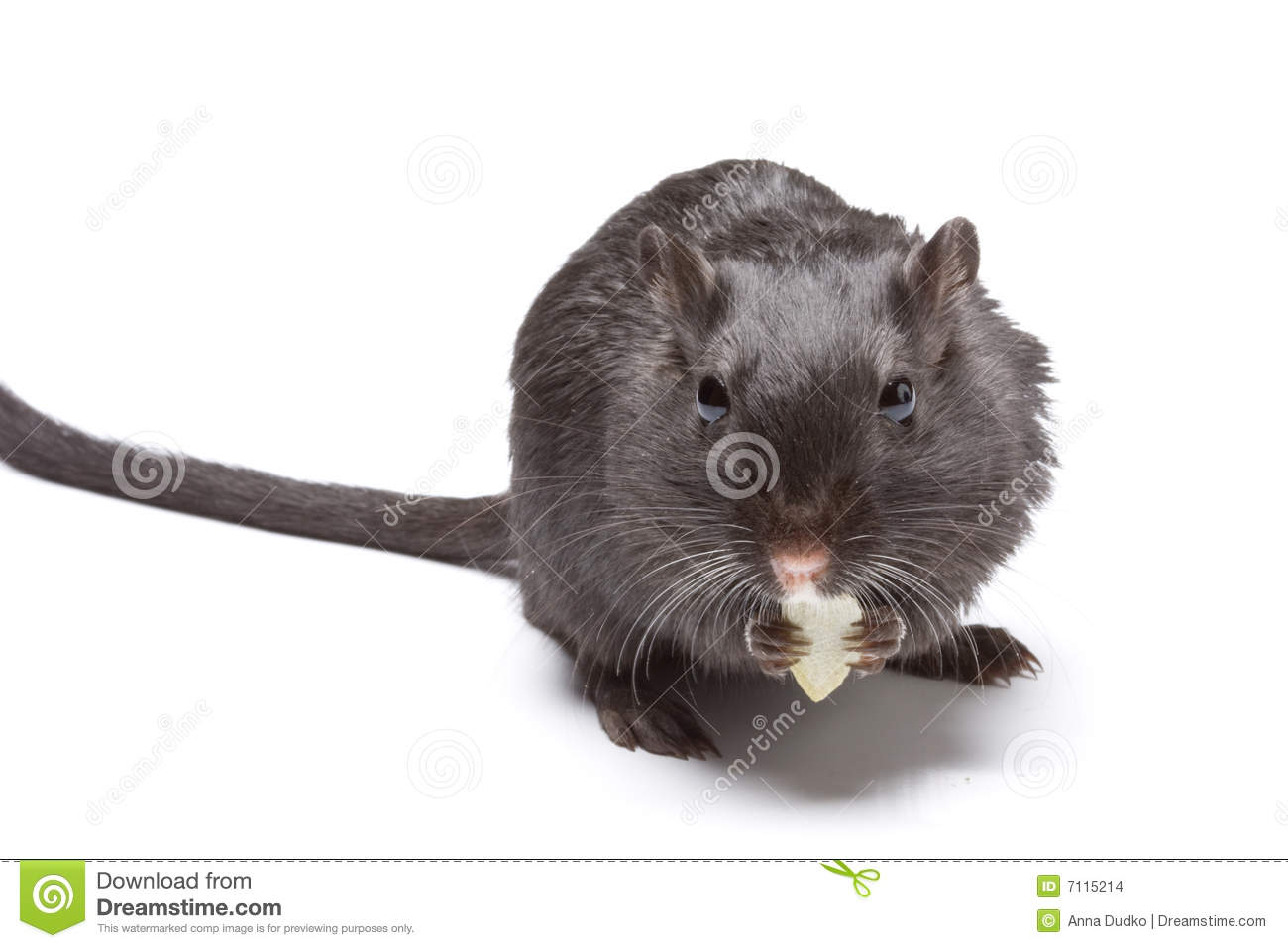Funny Rat Stock Images   Image  7115214