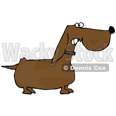 Mean Aggressive Dachshund Dog Growling Clipart Illustration   Dennis