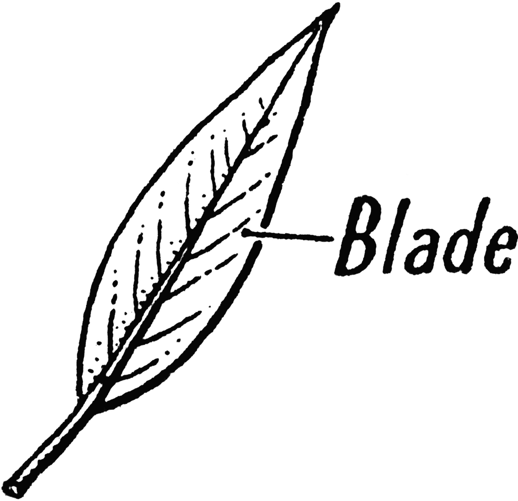 Blade   Clipart Etc