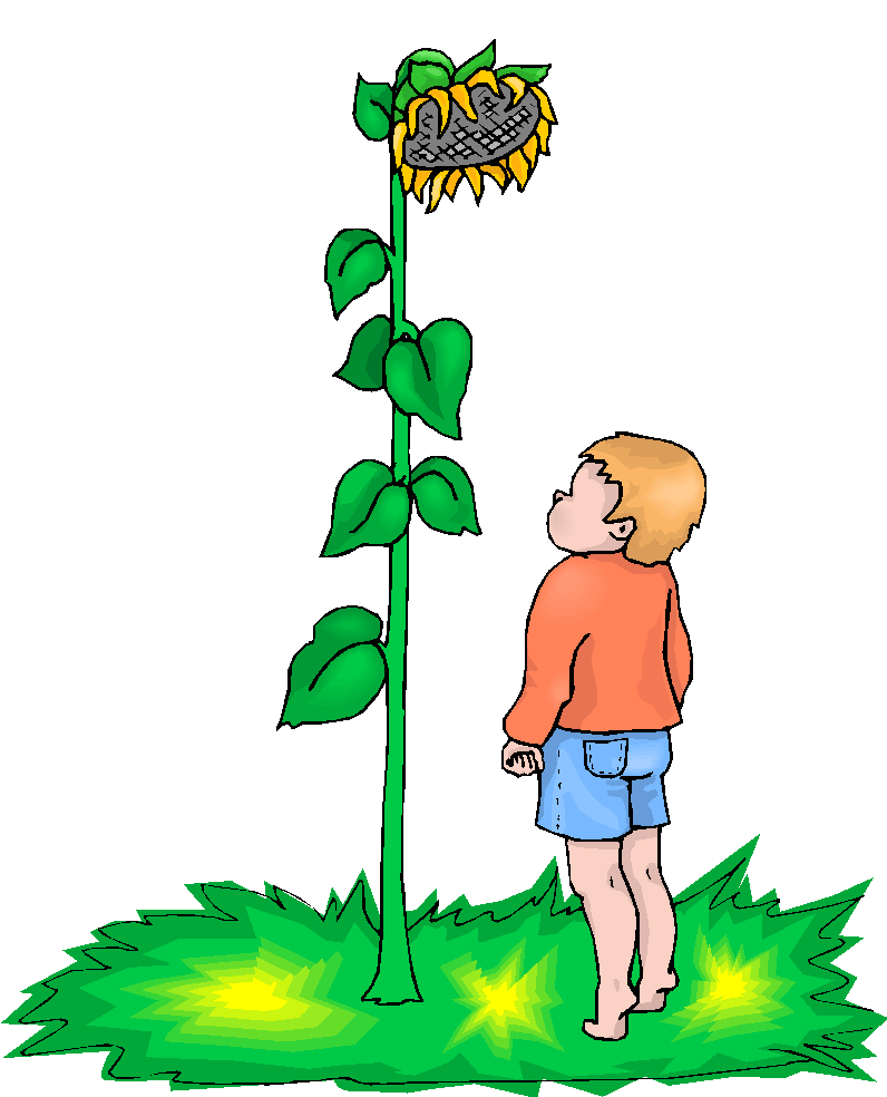 Boy Look At Sunflower Free Clipart   Free Microsoft Clipart