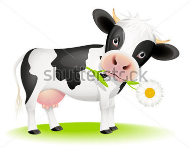 Browse   Animals   Wildlife   Little Black And White Cow Eating Daisy