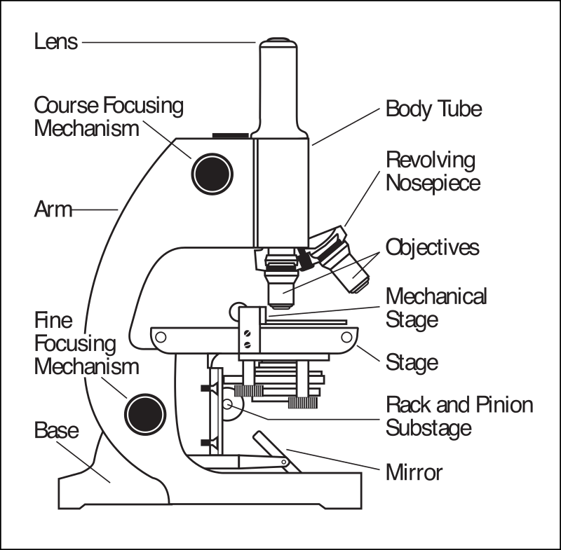 Microscope Parts Labeled By Rejon   This Is Clipart Converted And    