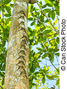 Row Of Bats On Tree Trunk In Rainforest   Mangrove Forest