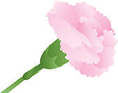 Carnation Illustrations And Clip Art  321 Carnation Royalty Free