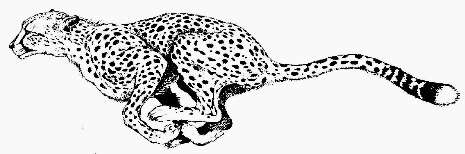 Download Coloring Pages Of A Cheetah Animal Or Print Coloring