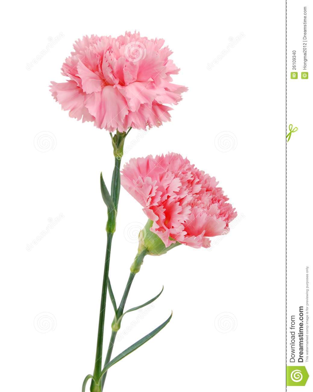 More Similar Stock Images Of   Decorative Pink Carnation Flowers