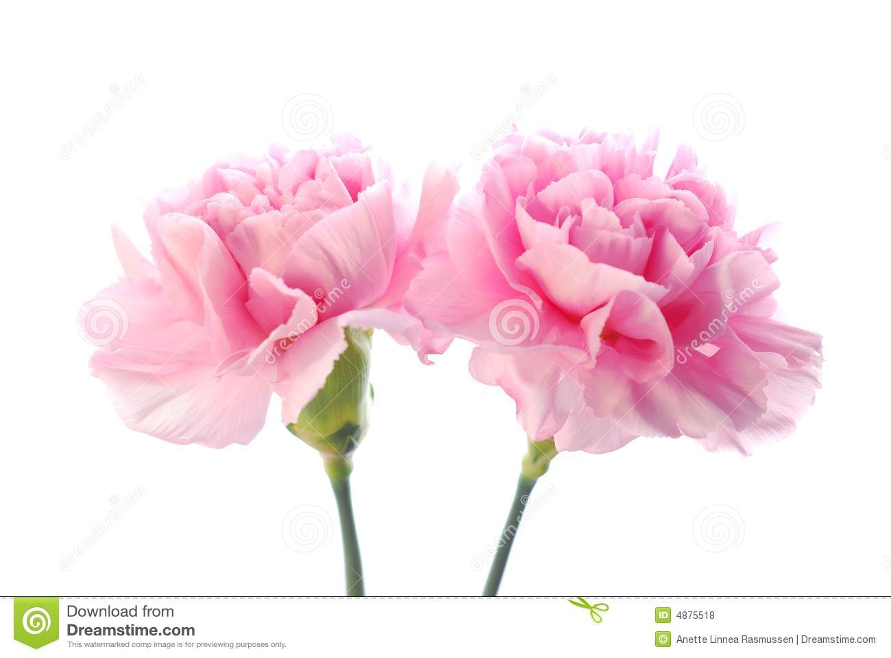 Pink Carnation Royalty Free Stock Photos   Image  4875518