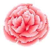 Pink Carnation Stock Vectors Illustrations   Clipart