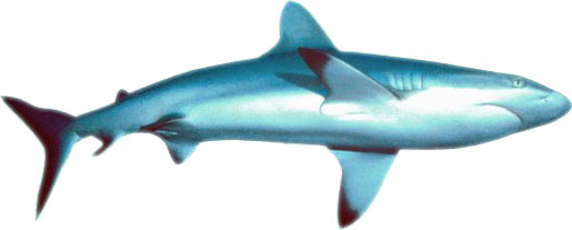 Shark Clipart Image