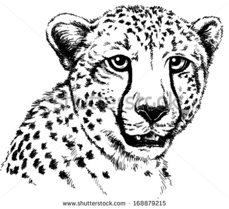 Stock Vector Black And White Vector Sketch Of A Cheetah S Face