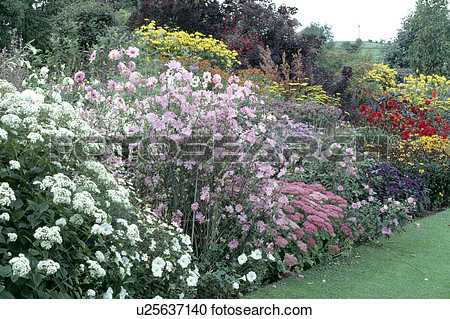Pink Lavatera And White Phlox In Large Summer Border In Country Garden