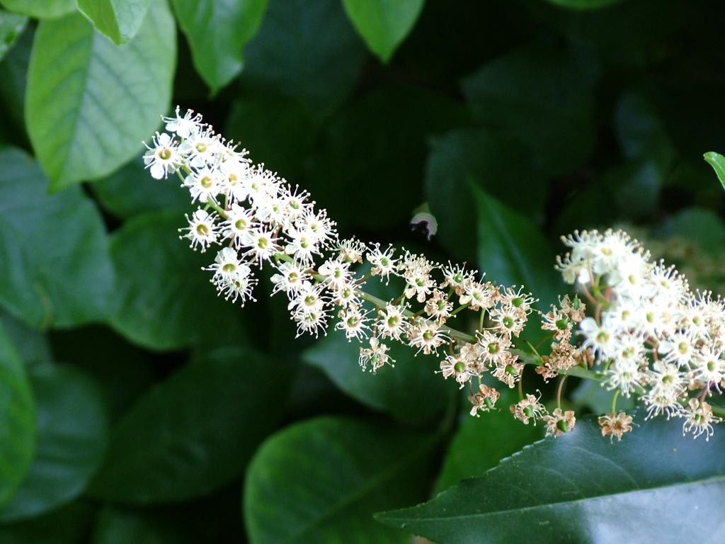 Related With Plants With White Flowers