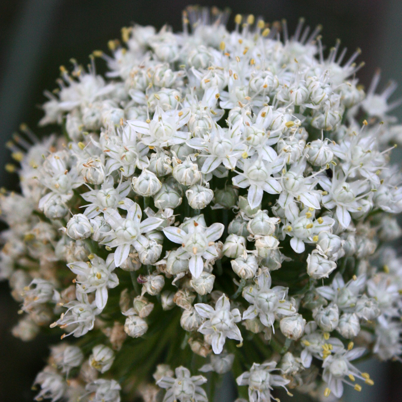 Related With Plants With White Flowers