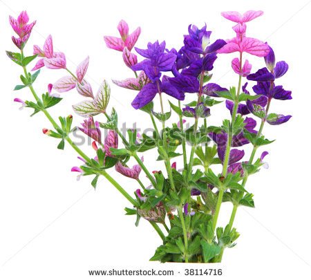 Sage Plant Clipart Clary Sage Spikes Flower