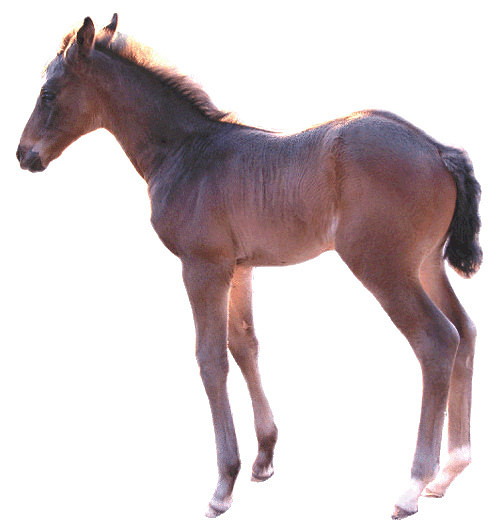 Brown Foal Clipart Lge 15cm   Flickr   Photo Sharing 
