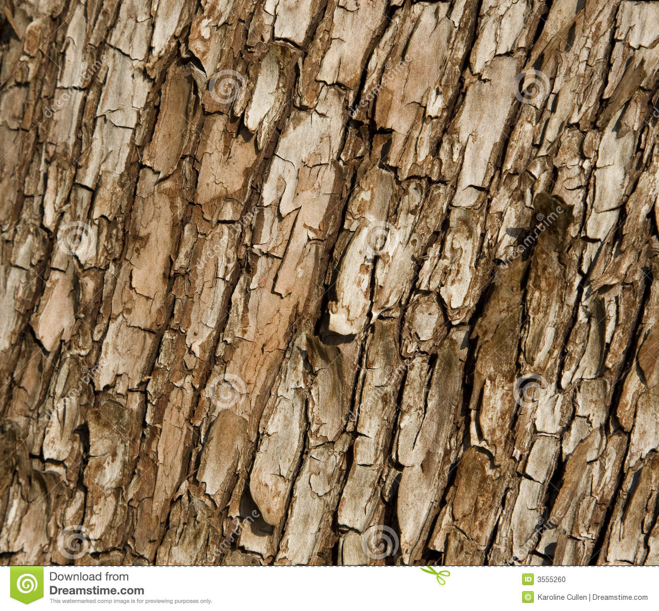 Close Up Of The Bark At The Base Of An Arbutus Tree