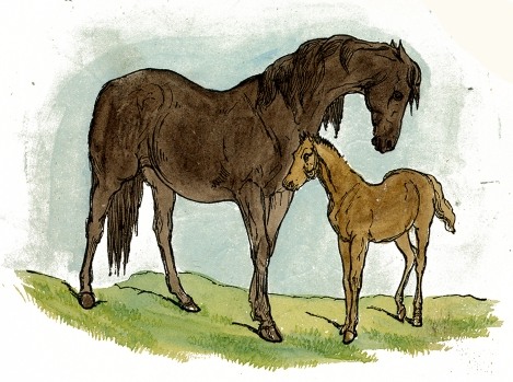 Horse And Foal