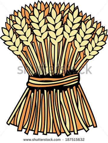 The Tie Up Straw In Sheaves Using Rice   Stock Vector