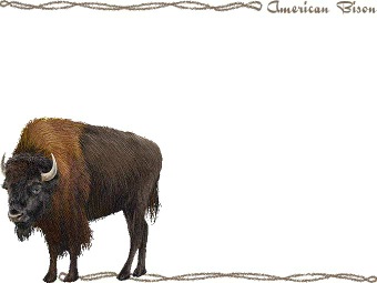 American Bison American Buffalo Clipart Graphics  Free Clip Art