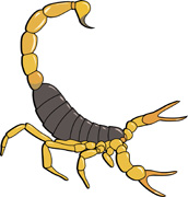 Arachnid Scorpion 910 Arachnid Scorpion Clipart Hits 367 Size 67