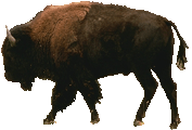 Bison Clip Art Pictures Picture