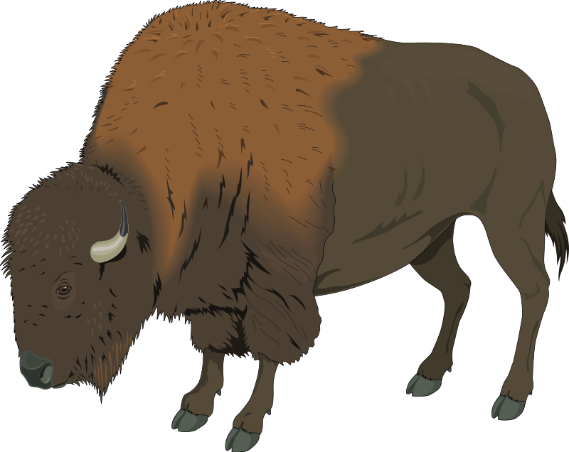 Bison Clip Art Royalty Free Animal Images   Animal Clipart Org