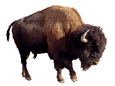 Bison Head Clip Art Http   Www Funny Clip Art Cool Drawings Com Animal