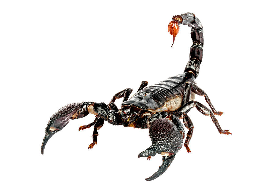 Emporer Scorpion Photograph By John Bell   Emporer Scorpion Fine