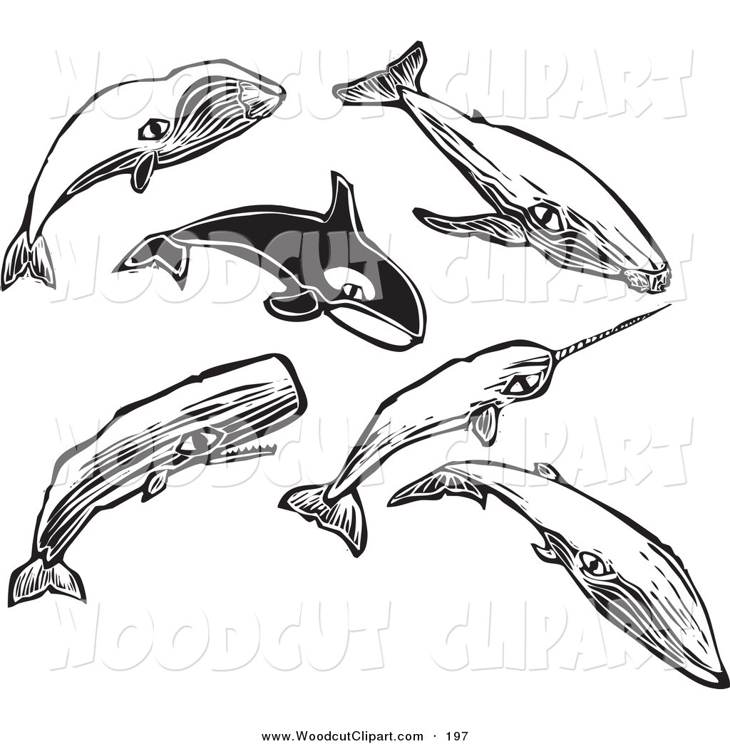 Humpback Whale Clip Art Black And White