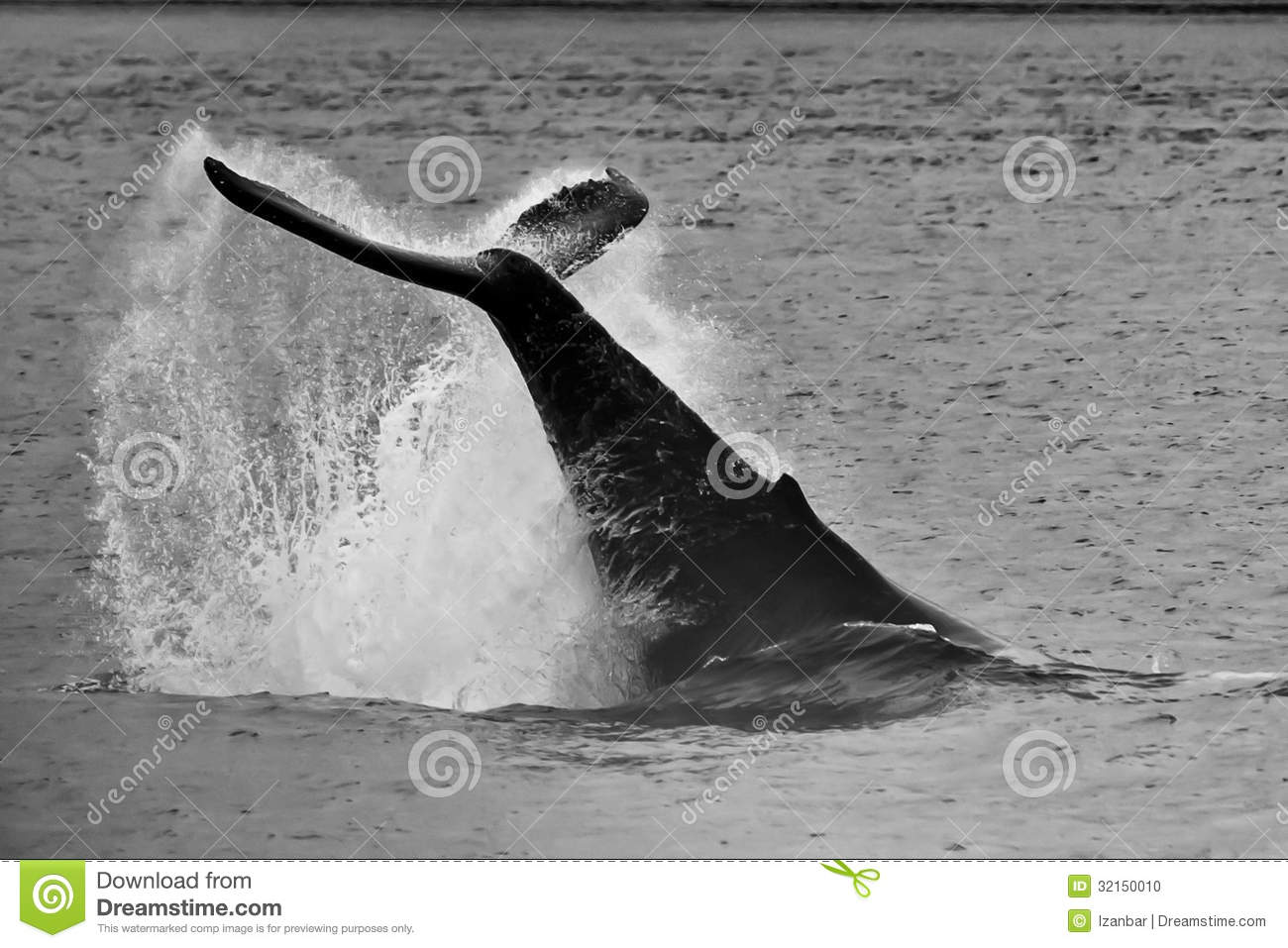 Humpback Whale Tail Splash In Black And White Stock Photo   Image    
