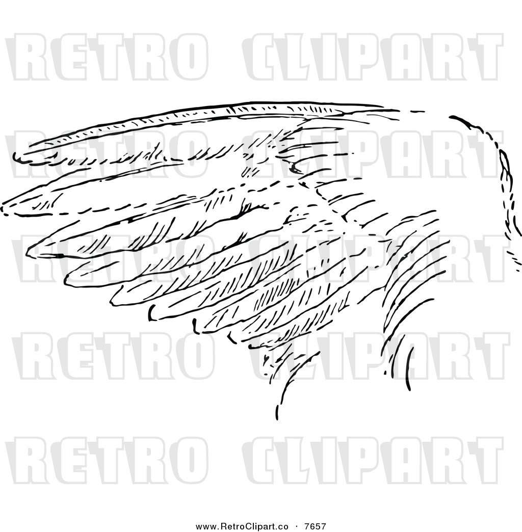 Larger Preview  Vector Clipart Of A Retro Black And White Bird Wing By