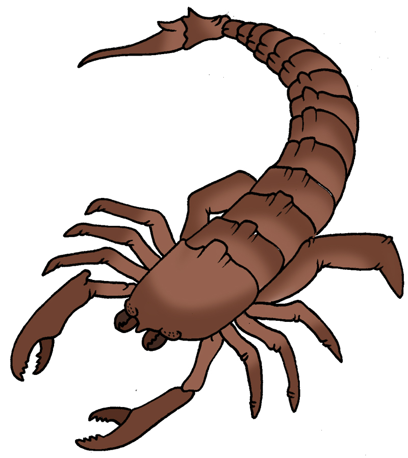 Primeval   Silurian Sea Scorpion   Clipart Best   Clipart Best
