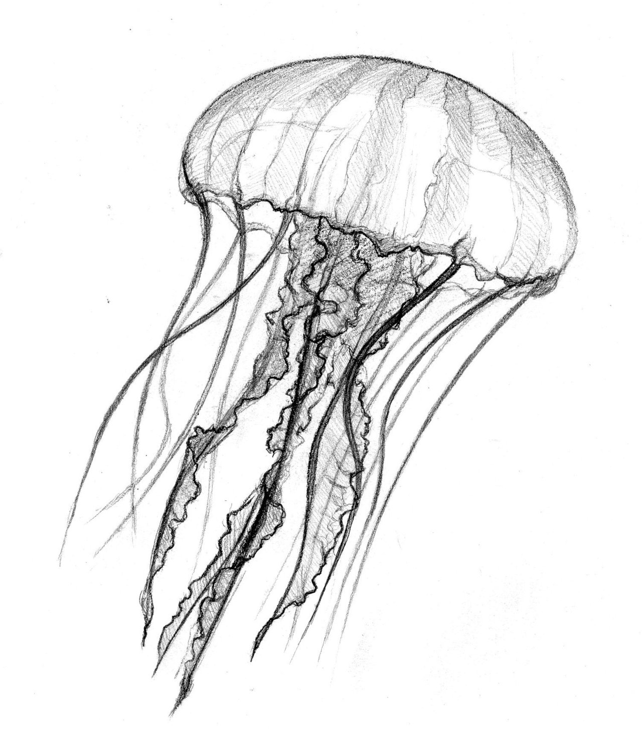 10 Jellyfish Drawing Free Cliparts That You Can Download To You    