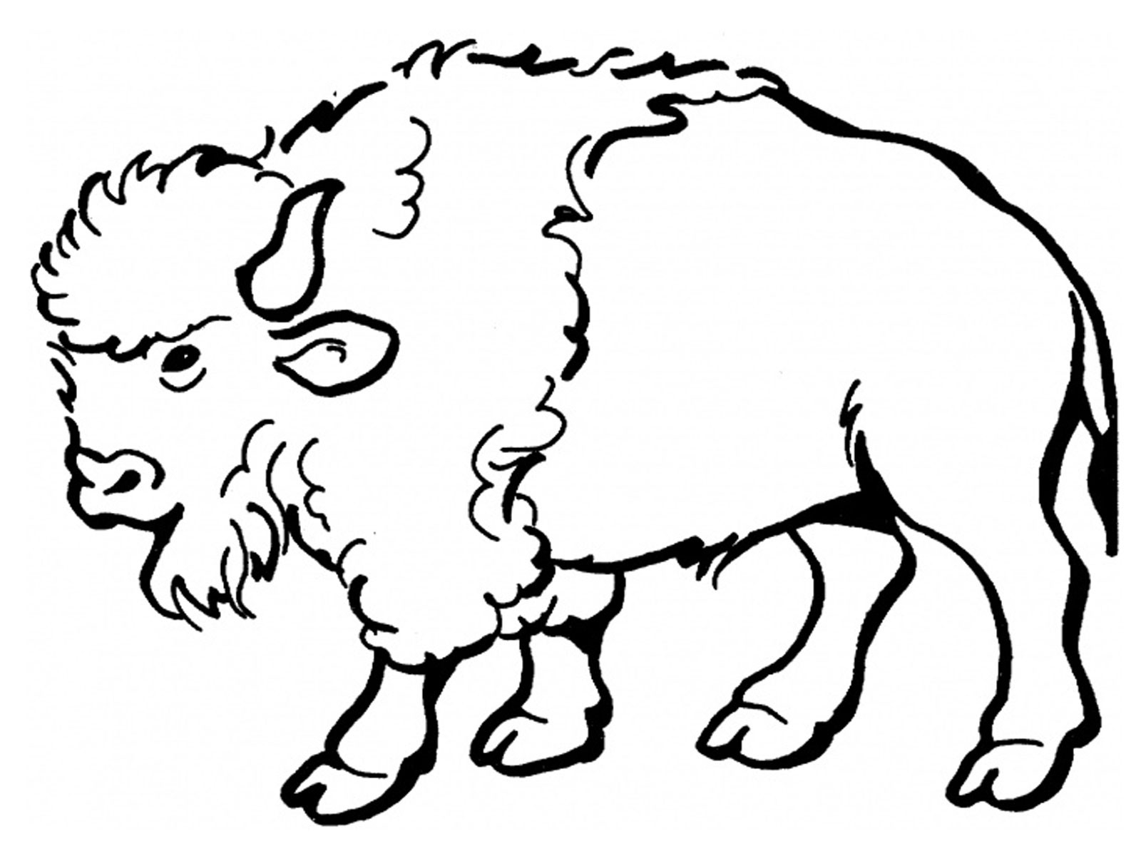 Bison Coloring Pages For Kids   Realistic Coloring Pages