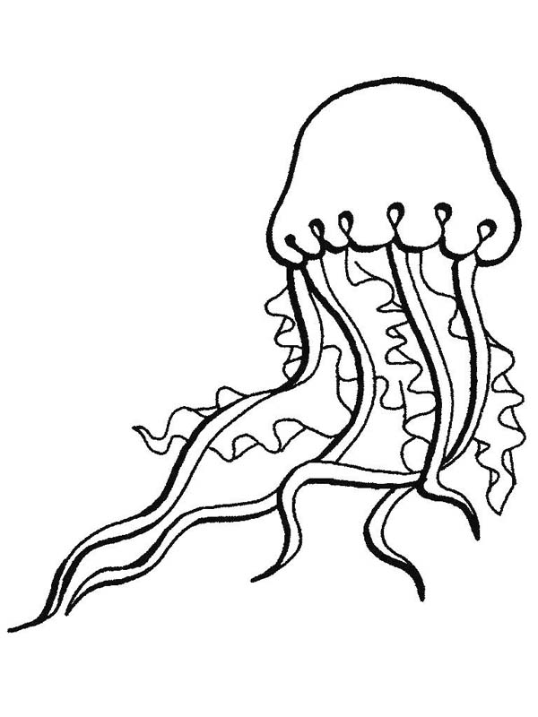 Jellyfish Coloring Page   Clipart Panda   Free Clipart Images