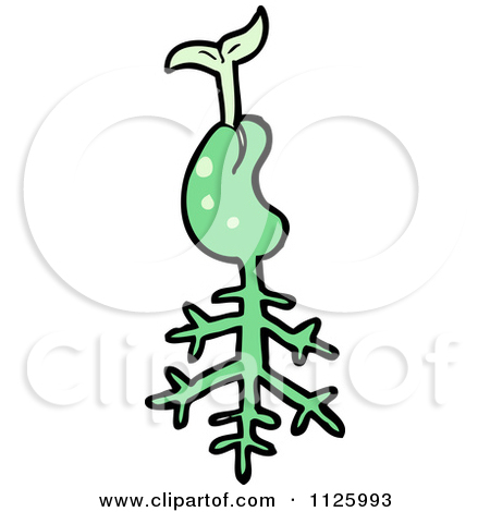 Of A Sprouting Green Plant Seed 4   Royalty Free Vector Clipart    