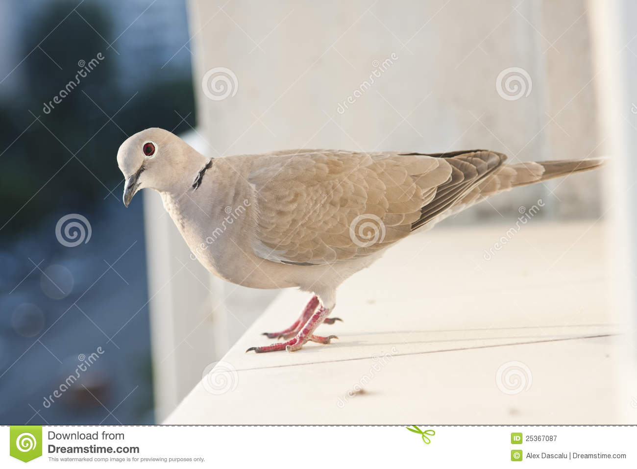 Pigeon On A Ledge Royalty Free Stock Photography   Image  25367087