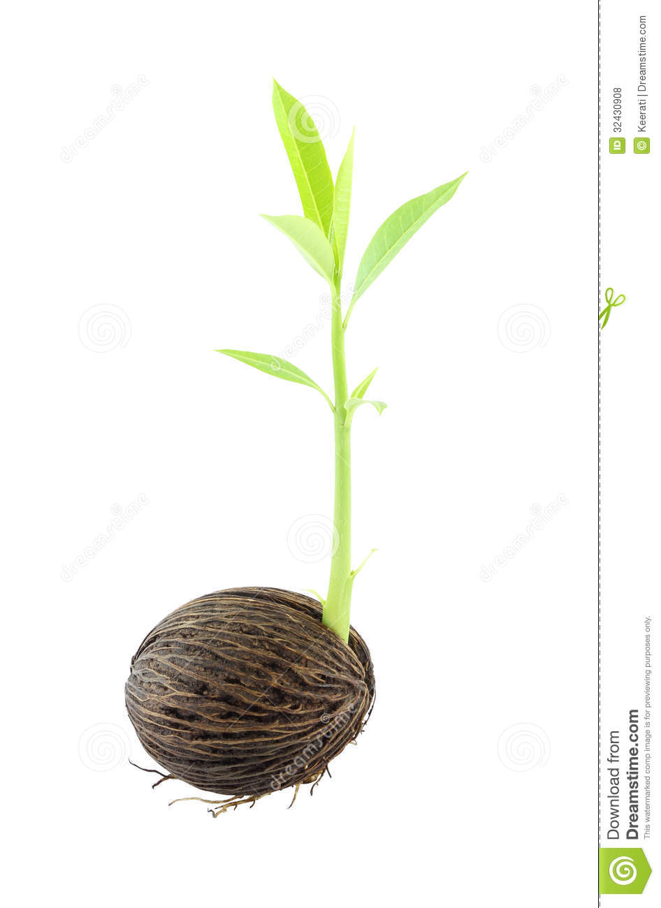 Seed Sprout Young Othalanga Sprout Seed
