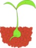 Seed Sprouting Clip Art