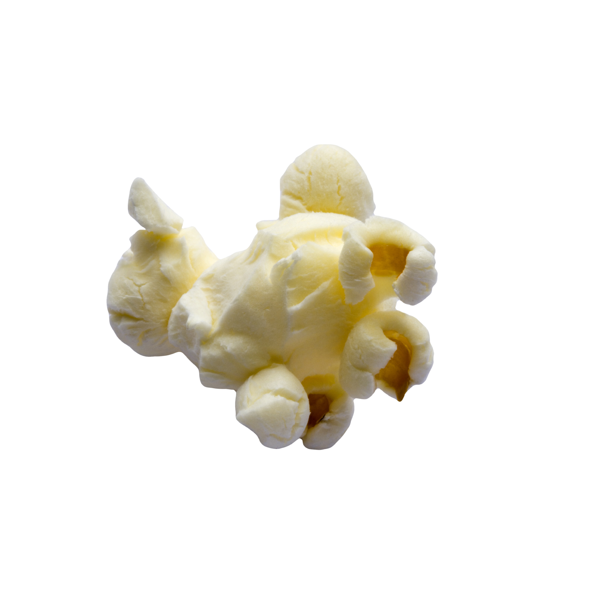 Single Popcorn Kernel Clipart Single Popcorn Kernel