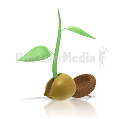 Sprouting Seed Clipart Acorn Sprout Presentation