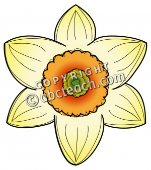Clip Art  Daffodil Head Illustration  Color    Flower   Plant