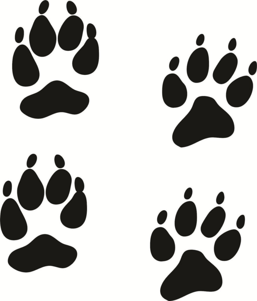 Coyote Track Pawprint Euro Sticker Jpg Color White Amp Height 460 Amp