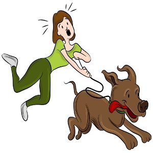 Dog Walking Leash Woman Cartoon   Insurance Law   Media Gallery